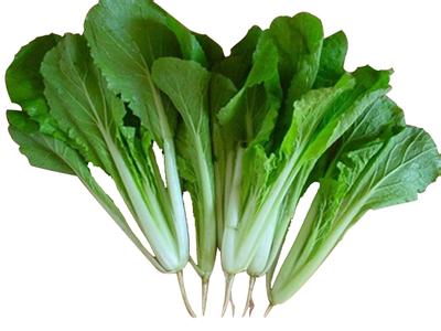 小白菜图片