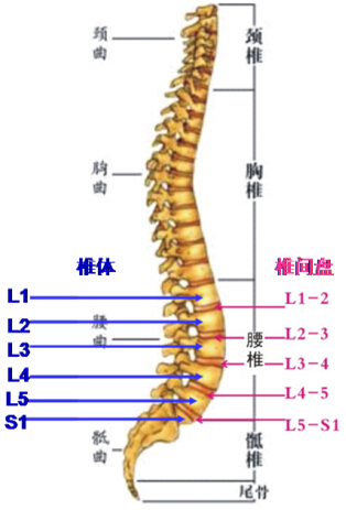 脊柱的骨骼由26块脊椎骨组成,即颈椎7块,胸椎12块,腰椎5块,骶骨1块