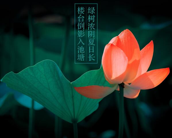 大暑.jpg