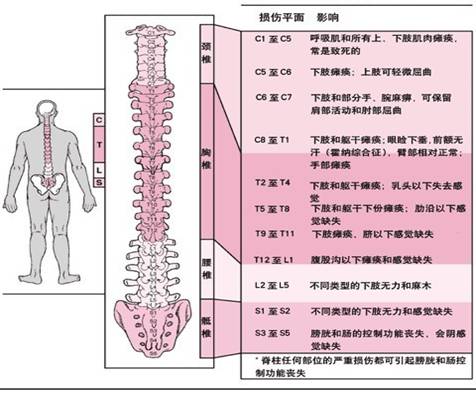 脊椎构造