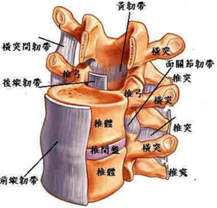 后纵韧带