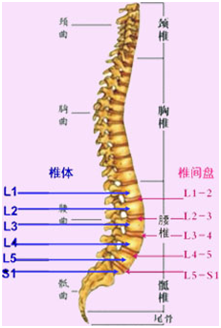 人体脊柱图