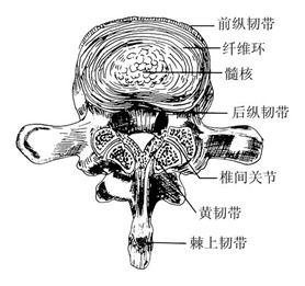 人体椎间盘组成