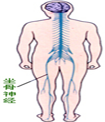 坐骨神经分布图