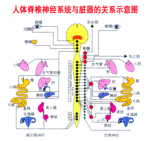 人体脊柱神经系统与脏器关系示意图